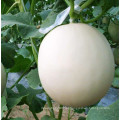 RSM06 Ningti branco pele F1 híbrido sementes de melão doce